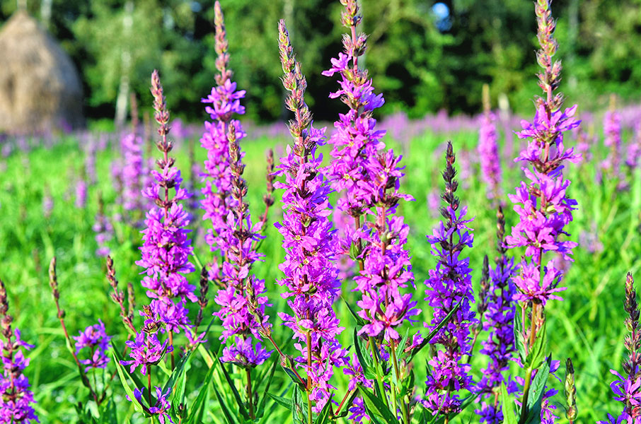 Lavendelblüten – Copyright: N. Fink